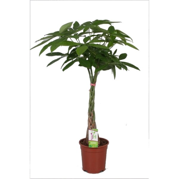 Glückskastanie (Pachira aquatica), ca. 150cm hoch,...