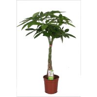 Glückskastanie (Pachira aquatica), ca. 150cm hoch,...