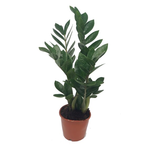 Zamie, (Zamioculcas zamiifolia), ca. 50cm hoch, 14cm Topf