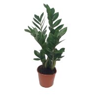Zamie, (Zamioculcas zamiifolia), ca. 50cm hoch, 14cm Topf