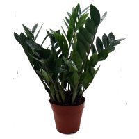 Zamie, (Zamioculcas zamiifolia), ca. 65cm hoch, 17cm Topf