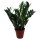Zamie, (Zamioculcas zamiifolia), ca. 65cm hoch, 17cm Topf