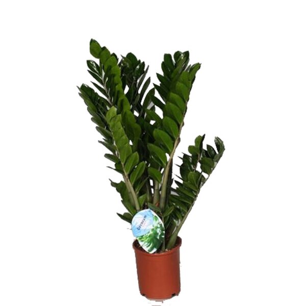 Zamie, (Zamioculcas zamiifolia), ca. 80cm hoch, 21cm Topf