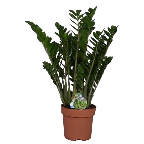 Zamie, (Zamioculcas zamiifolia), ca. 80cm hoch, 24cm Topf