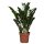Zamie, (Zamioculcas zamiifolia), ca. 80cm hoch, 24cm Topf