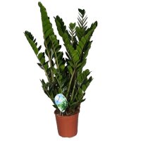Zamie, (Zamioculcas zamiifolia), ca. 100cm hoch, 24cm Topf