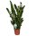 Zamie, (Zamioculcas zamiifolia), ca. 100cm hoch, 24cm Topf