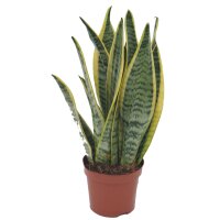 Sanseveria, (Sanseveria laurentii), ca. 30cm hoch, 9cm Topf