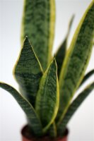 Sanseveria, (Sanseveria laurentii), ca. 30cm hoch, 9cm Topf