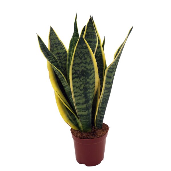 Sanseveria, (Sanseveria laurentii), ca. 45cm hoch, 12cm Topf