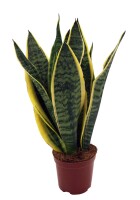 Sanseveria, (Sanseveria laurentii), ca. 45cm hoch, 12cm Topf