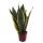 Sanseveria, (Sanseveria laurentii), ca. 45cm hoch, 12cm Topf