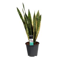 Sanseveria, (Sanseveria laurentii), ca. 65cm hoch, 19cm Topf
