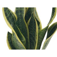 Sanseveria, (Sanseveria laurentii), ca. 65cm hoch, 19cm Topf
