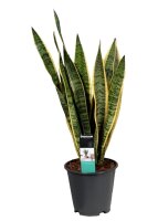 Sanseveria, (Sanseveria laurentii), ca. 65cm hoch, 19cm Topf