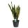 Sanseveria, (Sanseveria laurentii), ca. 65cm hoch, 19cm Topf
