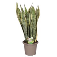 Sanseveria, (Sanseveria laurentii), ca. 80cm hoch, 22cm Topf