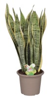 Sanseveria, (Sanseveria laurentii), ca. 80cm hoch, 22cm Topf