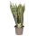 Sanseveria, (Sanseveria laurentii), ca. 80cm hoch, 22cm Topf