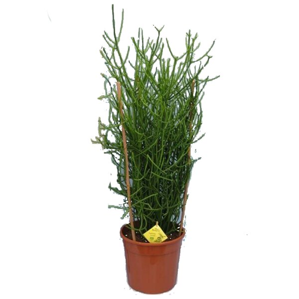 Bleistiftkaktus (Euphorbia tirucalli), ca. 70cm hoch im 24cm Topf