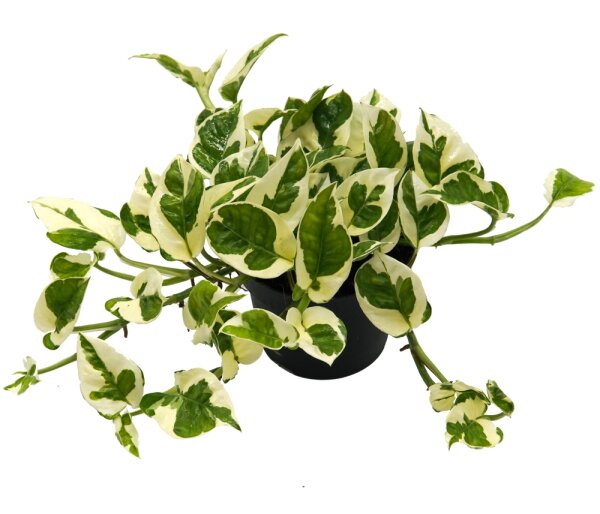 Efeutute (Epipremnum aureum) Sorte: NJoy, im 12cm Topf