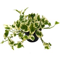 Efeutute (Epipremnum aureum) Sorte: NJoy, im 12cm Topf