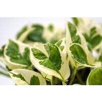 Efeutute (Epipremnum aureum) Sorte: NJoy, im 12cm Topf