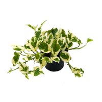 Efeutute (Epipremnum aureum) Sorte: NJoy, im 12cm Topf