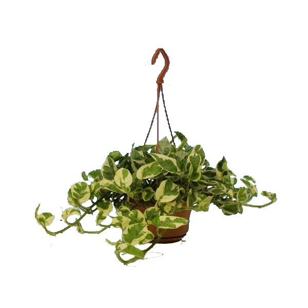 Efeutute (Epipremnum aureum) Sorte: NJoy, in der 15cm Hängeampel