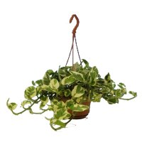 Efeutute (Epipremnum aureum) Sorte: NJoy, in der 15cm H&auml;ngeampel