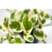 Efeutute (Epipremnum aureum) Sorte: NJoy, in der 15cm H&auml;ngeampel