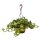 Efeutute (Epipremnum aureum) Sorte: NJoy, in der 15cm Hängeampel