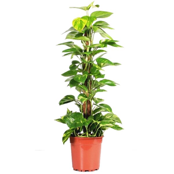 Efeutute, Scindapsus ca. 75cm hoch im 19cm Topf (Epipremnum aureum)