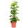 Efeutute, Scindapsus ca. 75cm hoch im 19cm Topf (Epipremnum aureum)