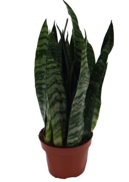 Sanseveria, (Sanseveria zeylanica), ca. 40cm hoch, 12cm Topf