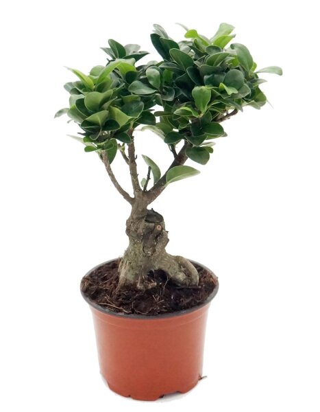 Ficus Ginseng, (Ficus microcarpa), Sorte: Ginseng, im 12cm Topf, ca. 30cm hoch