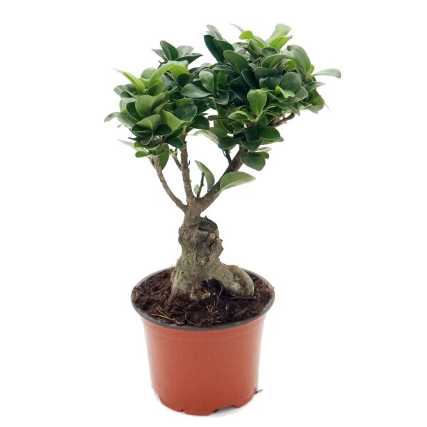 Ficus Ginseng, (Ficus microcarpa), Sorte: Ginseng, im 15cm Topf, ca. 35cm hoch