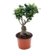 Ficus Ginseng, (Ficus microcarpa), Sorte: Ginseng, im...