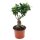 Ficus Ginseng, (Ficus microcarpa), Sorte: Ginseng, im 15cm Topf, ca. 35cm hoch