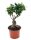 Ficus Ginseng, (Ficus microcarpa), Sorte: Ginseng, im 15cm Topf, ca. 35cm hoch