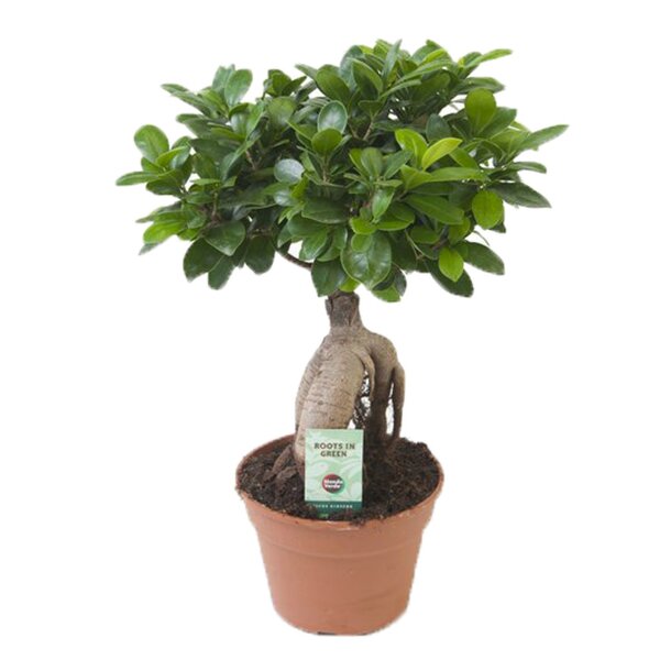 Ficus Ginseng, (Ficus microcarpa), Sorte: Ginseng, im 17cm Topf, ca. 40cm hoch
