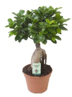 Ficus Ginseng, (Ficus microcarpa), Sorte: Ginseng, im...