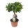 Ficus Ginseng, (Ficus microcarpa), Sorte: Ginseng, im 17cm Topf, ca. 40cm hoch