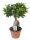 Ficus Ginseng, (Ficus microcarpa), Sorte: Ginseng, im 17cm Topf, ca. 40cm hoch