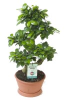 Ficus Ginseng, (Ficus microcarpa), Sorte: Ginseng als...