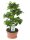 Ficus Ginseng, (Ficus microcarpa), Sorte: Ginseng als S-Form, im 20cm Topf, ca. 55cm hoch