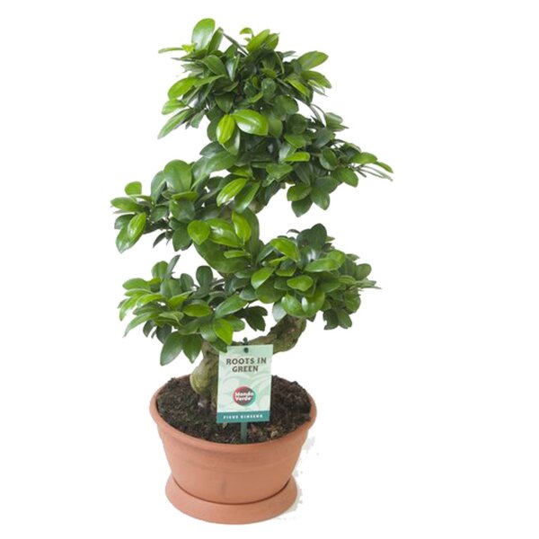 Ficus Ginseng, (Ficus microcarpa), Sorte: Ginseng als S-Form, im 25cm Topf, ca. 65cm hoch