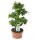 Ficus Ginseng, (Ficus microcarpa), Sorte: Ginseng als S-Form, im 25cm Topf, ca. 65cm hoch