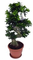 Ficus Ginseng, (Ficus microcarpa), Sorte: Ginseng als...