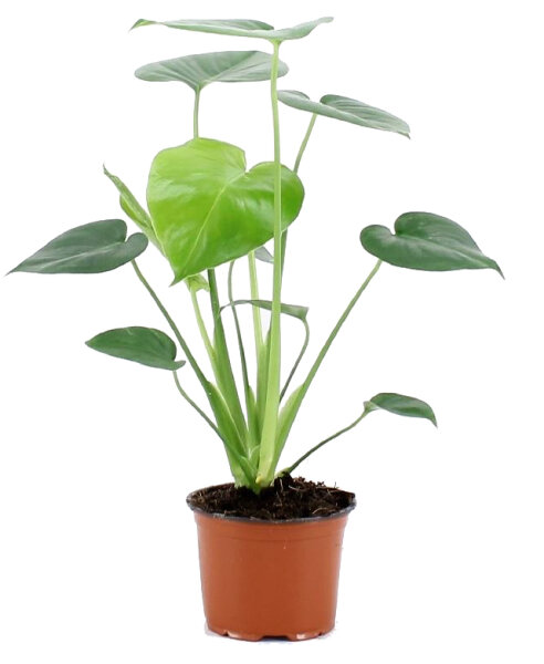 Fensterblatt, (Monstera delicosa), im 12cm Topf, ca. 45cm hoch